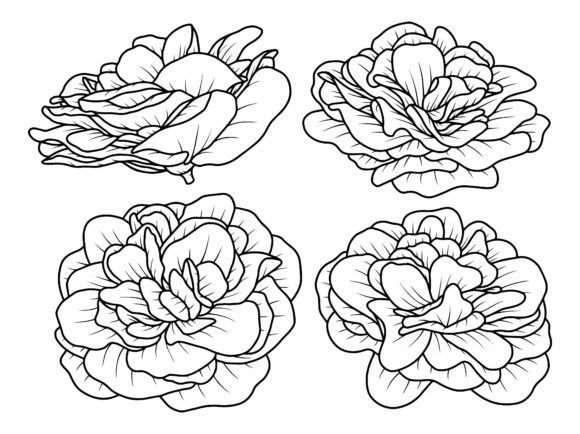 Flowers Rose Line Art Illustration