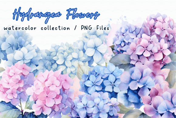Hydrangea Flowers Watercolor Graphics