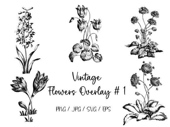 Vintage Flowers Overlay 1: A Graphic Design Asset for Timeless Branding