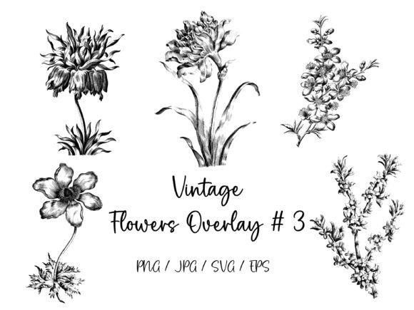 Vintage Flowers Overlay 3 Graphics